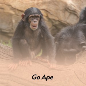收听Neil Sedaka的Go Ape歌词歌曲