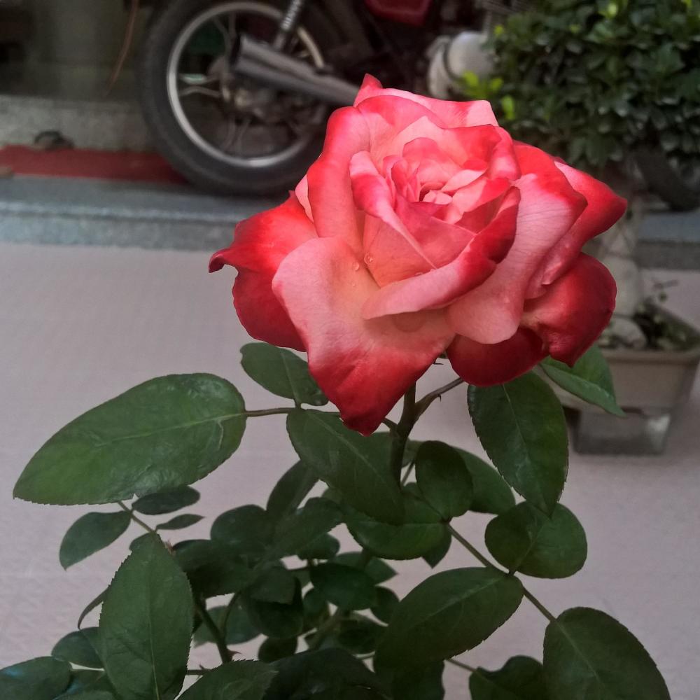 你是我胸口的痛 (伴奏)
