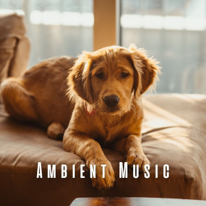 อัลบัม Ambient Music: Dogs' Afternoon Soothe ศิลปิน Soothing Music Collection