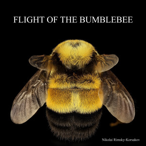 Listen to The Flight of the Bumblebee song with lyrics from Rimsky Korsakov