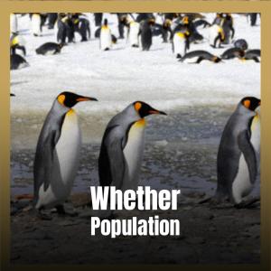 Album Whether Population from Various