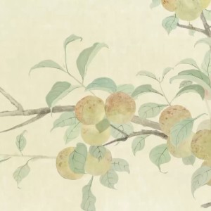饼饼的专辑青梅