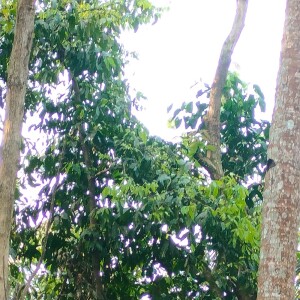 Purwati的專輯menyimpan rasa