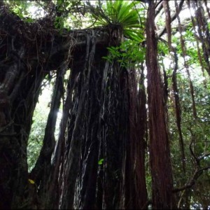 Dengarkan lagu nuns in hte jungle nyanyian nunsstor dengan lirik