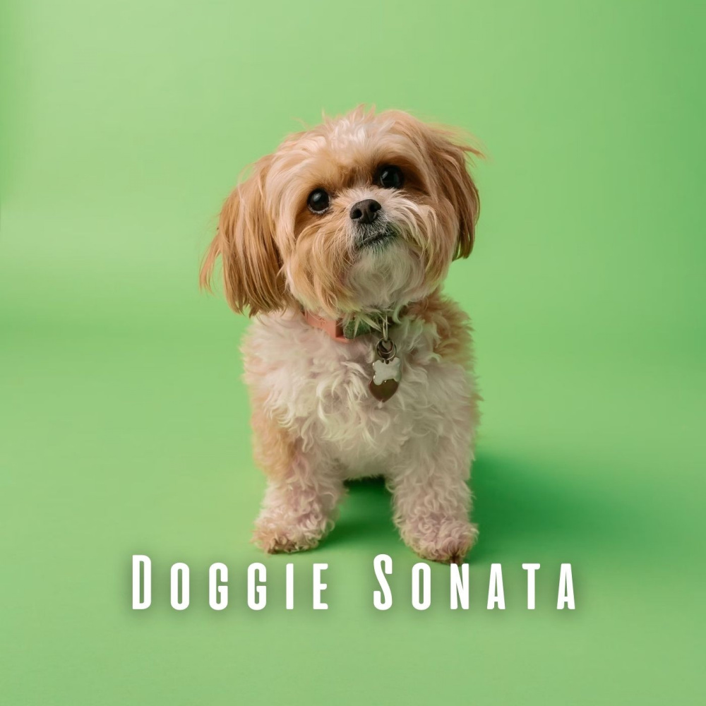 Serene Piano for Canines