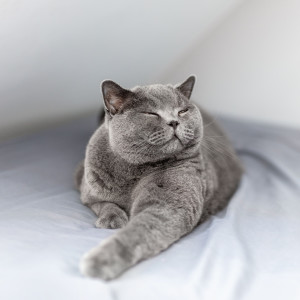 Cat's Cozy Corner: Lofi Purrs of Tranquility