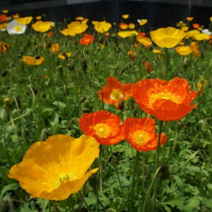 收聽周琦的紅土地啊我的母親歌詞歌曲