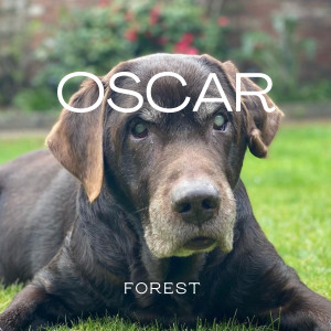 ดาวน์โหลดและฟังเพลง Oscar พร้อมเนื้อเพลงจาก Forest