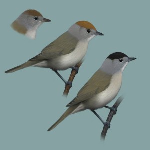 收聽Polskie Ptaki的Bird sounds - Cap歌詞歌曲