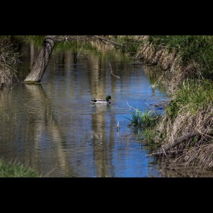 Yoga Music的专辑Serenity and Peacefulness | Relaxing Melodies