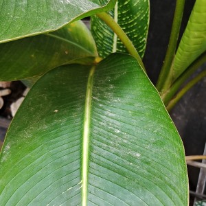 Dewi的專輯Walau sulit kujalani