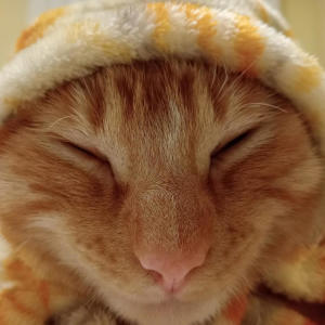 ACU的專輯LifeGuard