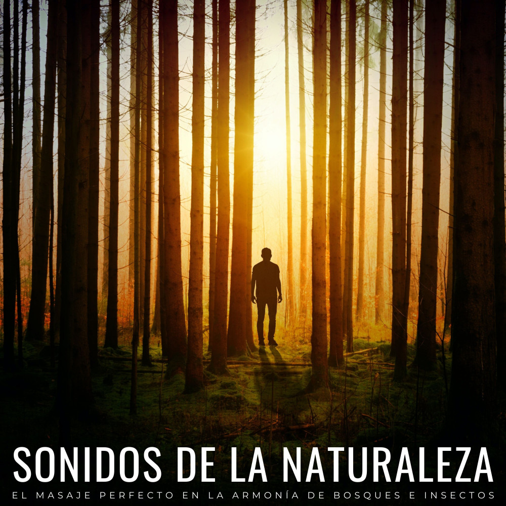Curación De Armonía De Insectos