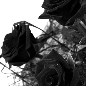 Listen to Black Roses song with lyrics from Dukati