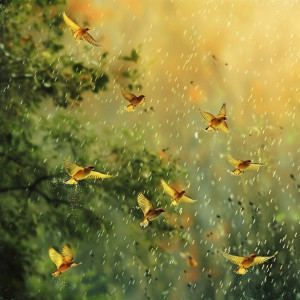 Binaural Vibrations的專輯Nature’s Rain Choir: Binaural Birds in Harmony - 92 96 Hz