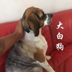 Album 大白狗 oleh 桑中万