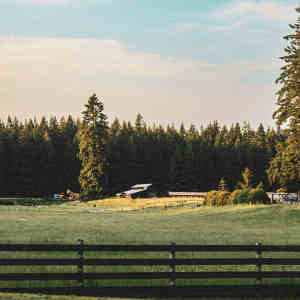 Listen to Forest Trail song with lyrics from lechiffrebeats