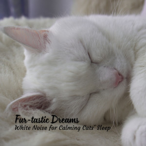 Calming Cat Music的专辑Fur-tastic Dreams: White Noise for Calming Cats' Sleep