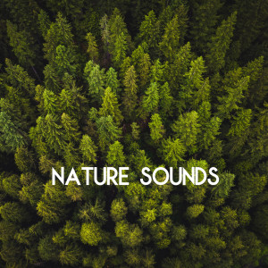 Listen to Summer Evening in India, Pt. 1 (Loopable) song with lyrics from Nature Sounds Sleep Music Baby Sleep