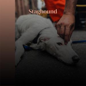 Various的专辑Staghound