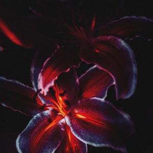 ดาวน์โหลดและฟังเพลง Lily พร้อมเนื้อเพลงจาก drmycat