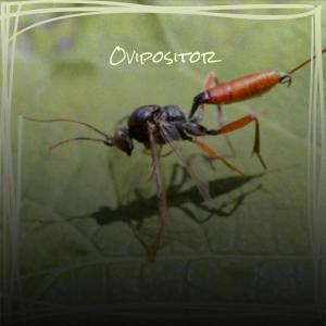 Listen to With Entertaining song with lyrics from Mico Kapr