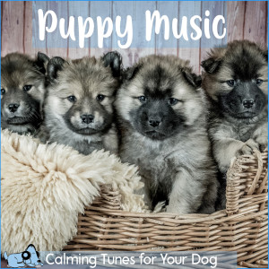 收听Dog Music Dreams的Floppy Ears歌词歌曲