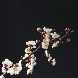 Album 매화 (Plum Blossom) from 일루머