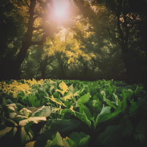 Listen to Stream of harmony song with lyrics from Nature Stream
