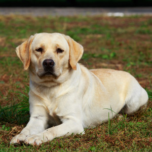 ดาวน์โหลดและฟังเพลง Embracing Tranquility in Soft Strokes พร้อมเนื้อเพลงจาก Chill Playlist