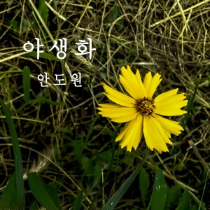 Dengarkan lagu 야생화 nyanyian 안도원 dengan lirik