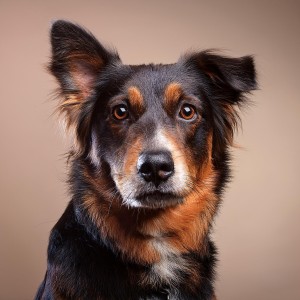 อัลบัม Música Lofi Para El Tiempo De Relajación Diario De Los Perros ศิลปิน Camino del agua