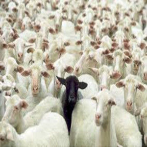 Dengarkan lagu Deep Beep Beep... White Wolves Under Black Sheep... nyanyian Godhuman Bob dengan lirik