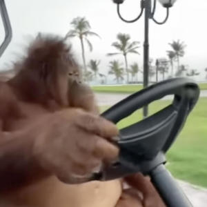 收聽Jon Steele的Monke in the golf cart歌詞歌曲