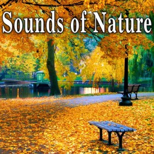 ดาวน์โหลดและฟังเพลง Mid Summer Thunderstorm พร้อมเนื้อเพลงจาก Nature Soundscape