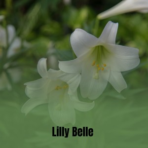 ดาวน์โหลดและฟังเพลง Lilly Belle พร้อมเนื้อเพลงจาก Frank Sinatra