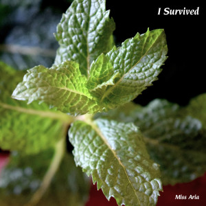 Listen to Food Paradise song with lyrics from Miss Aria