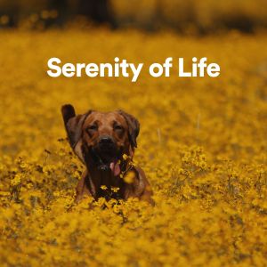 Listen to Serenity of Life, Pt. 20 song with lyrics from Musica Para Estudiar Academy