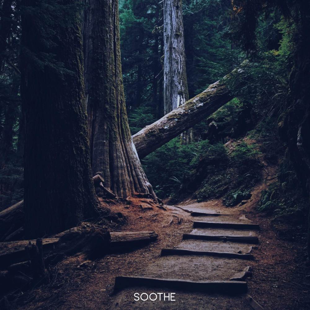 Dark Forest