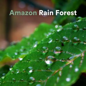 The Sound of the Rain的专辑Amazon Rain Forest