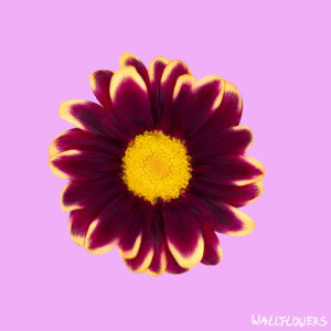 ดาวน์โหลดและฟังเพลง Wallflowers พร้อมเนื้อเพลงจาก The Chain Gang Of 1974