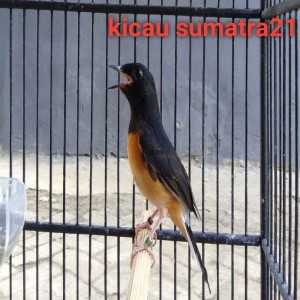 Dengarkan Murai Batu Memancing Emosi Lawan lagu dari Kicau sumatra21 dengan lirik