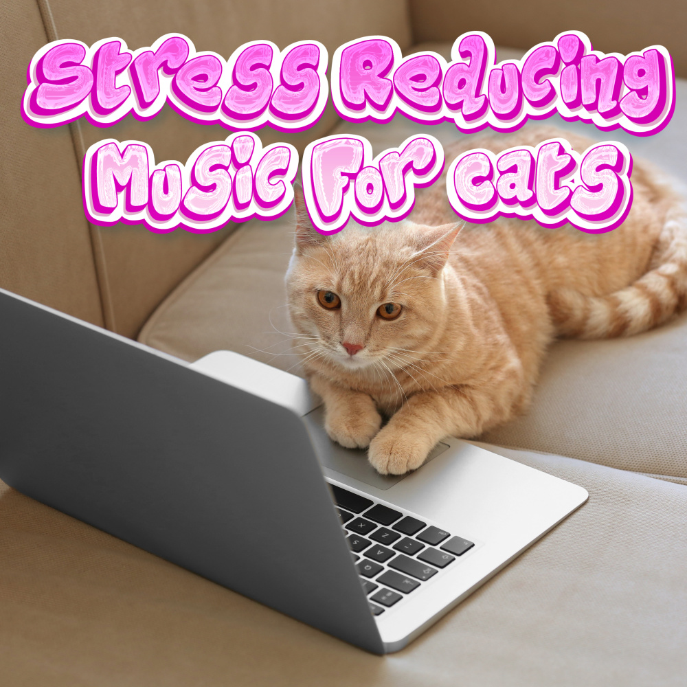 Cat Music for Sleep