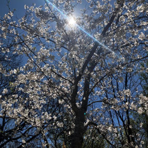 收聽Bigg Purp的Birthday Freestyle (Explicit)歌詞歌曲