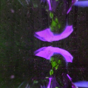Album Dance in the Rain (Explicit) from Darin Steele