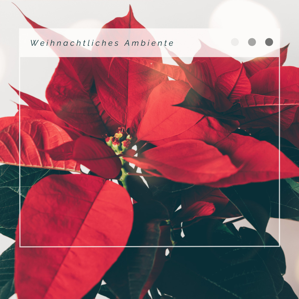Away In A Manger: Long Christmas Nights