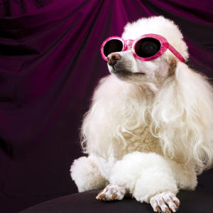 Dred Lock的專輯Female Dog (Explicit)