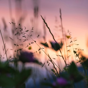 Dengarkan Jardim Interior lagu dari Luz Interior dengan lirik