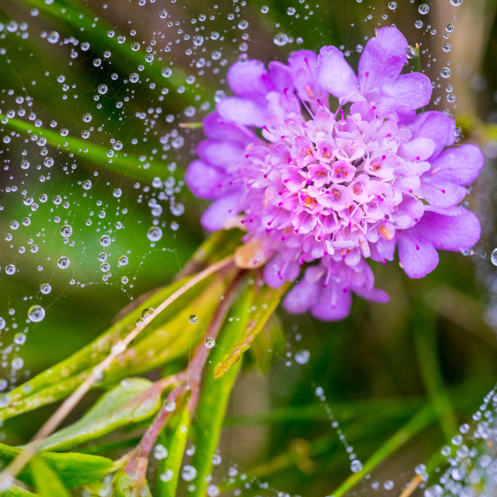 Reverie of Rainfall Chants