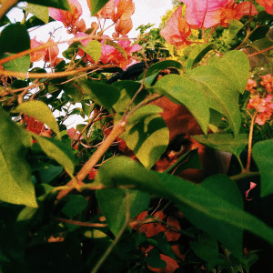 Album sakura. from Remy Baggins